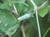 Cicadella viridis